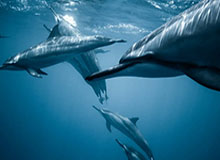 开云体育下载-李昂：大连是我小时候就向往的地方，希望再次证明自己